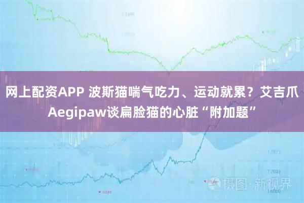 网上配资APP 波斯猫喘气吃力、运动就累？艾吉爪Aegipaw谈扁脸猫的心脏“附加题”